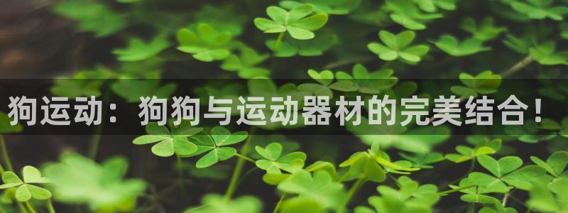 征途国际软件：狗运动：狗狗与运动器材的完美结合！