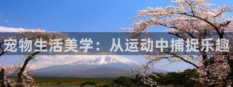 征途国际招商电话地址：宠物生活美学：从运动中捕捉乐趣