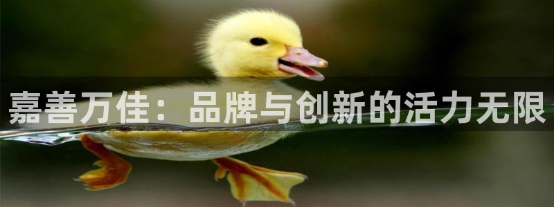 征途国际开户：嘉善万佳：品牌与创新的活力无限